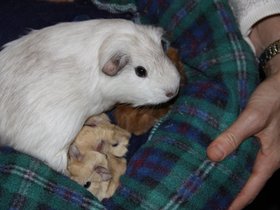 2012-10-08-6 Heidi with her four new babies (c) Jason Grossman.jpg